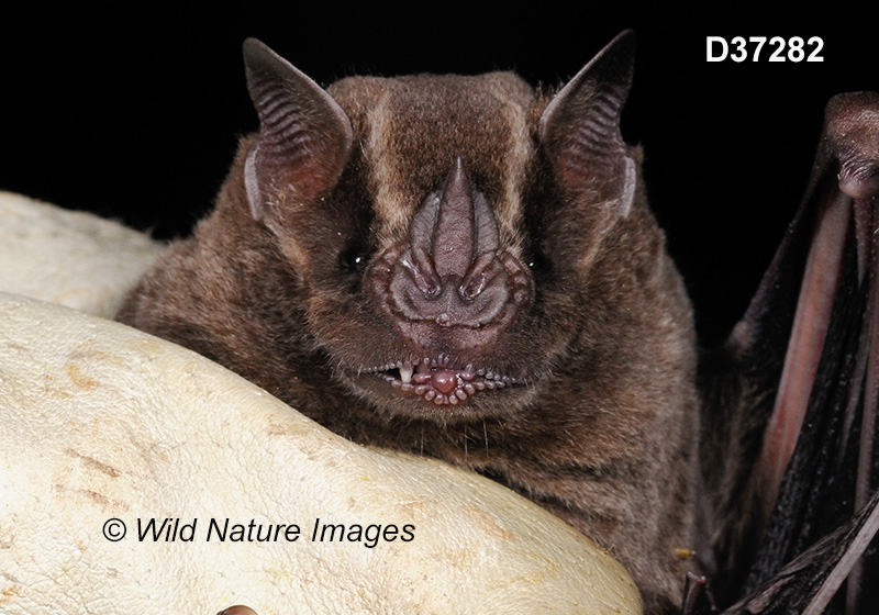 Artibeus lituratus, Great Fruit-eating Bat